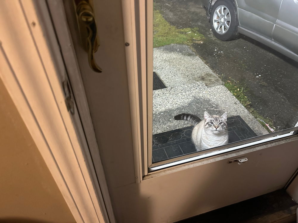 My cooking brings all the stray cats to the yard