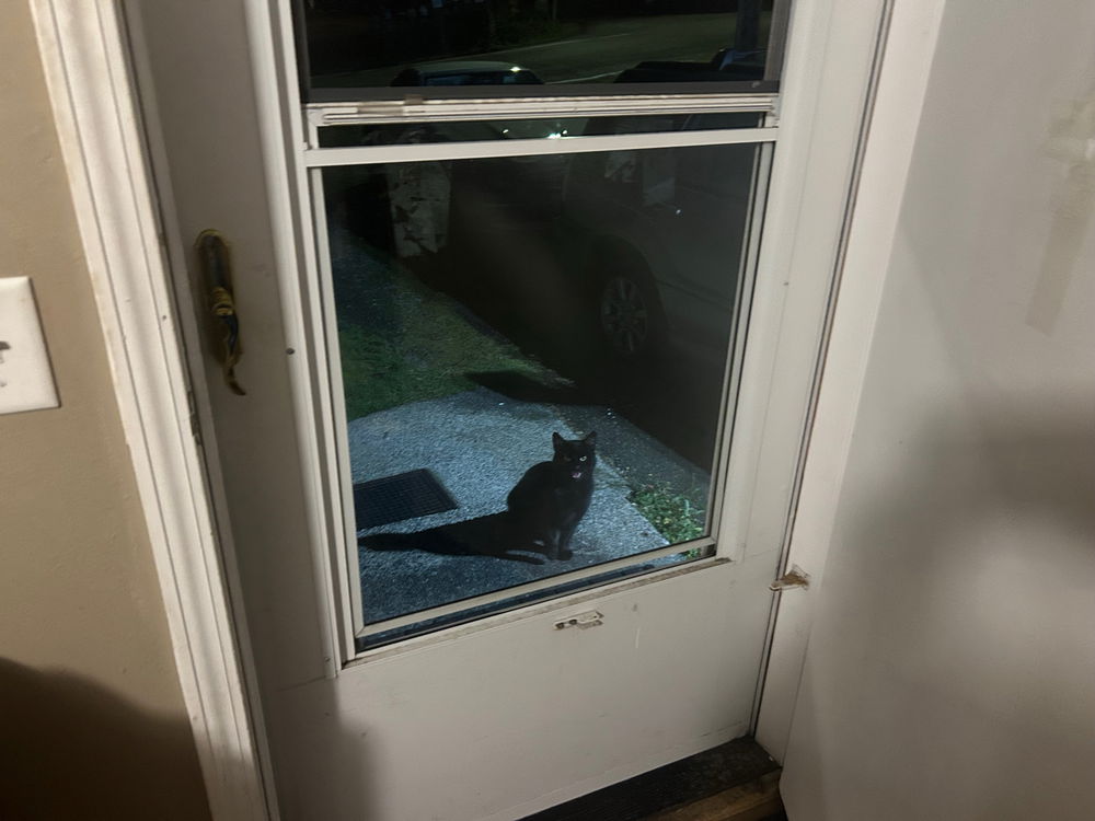 My cooking brings all the stray cats to the yard