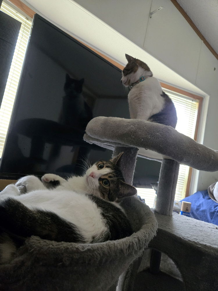 Kitty's