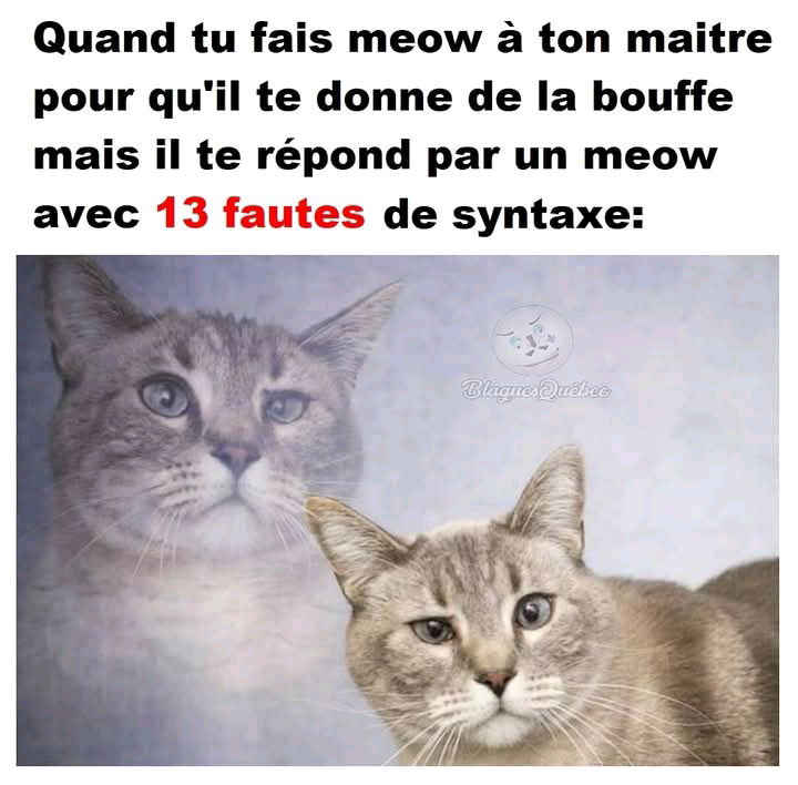 Qui parle meow ici ?