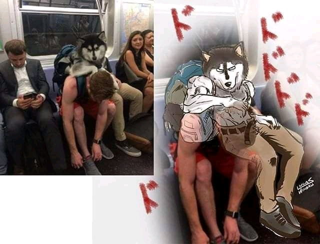 哈士奇