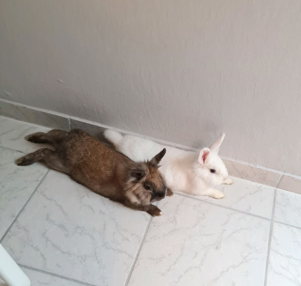 예나 & 주노 🐇