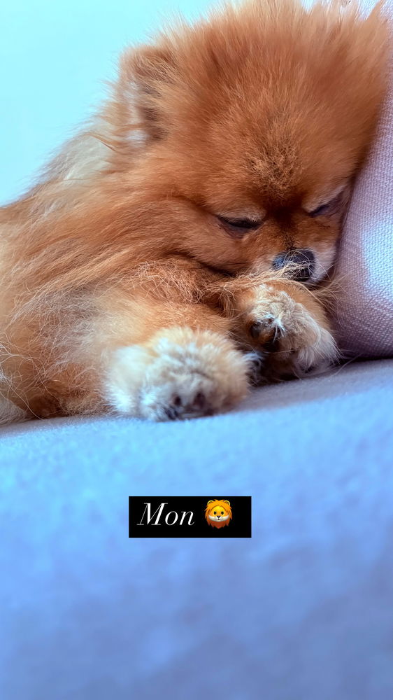 Mon fils