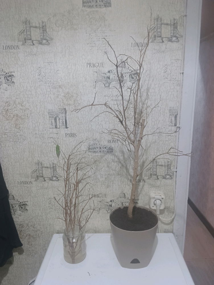 Ночь, улица, помойка, фикус