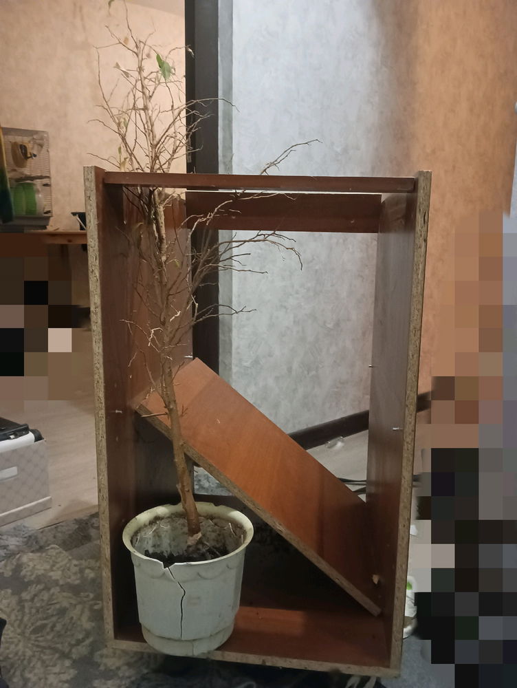 Ночь, улица, помойка, фикус