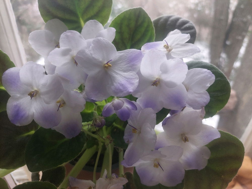 Posílám všem jen pro radost🏵🌸