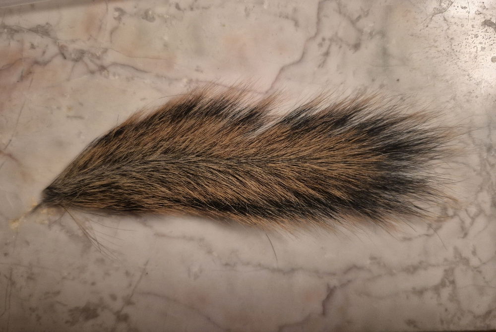 Baby squirrel tail