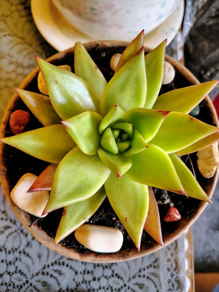 Estrella Verde