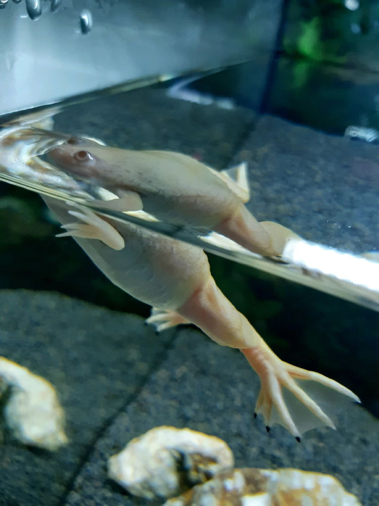 🐸 ... kouká jako když má hlad 🙈😆