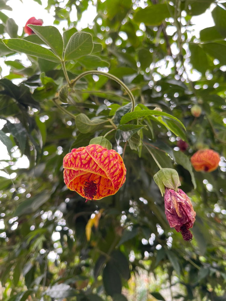 Detalhes Rústicos