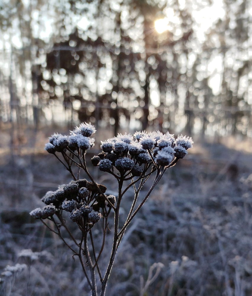 🌞❄️