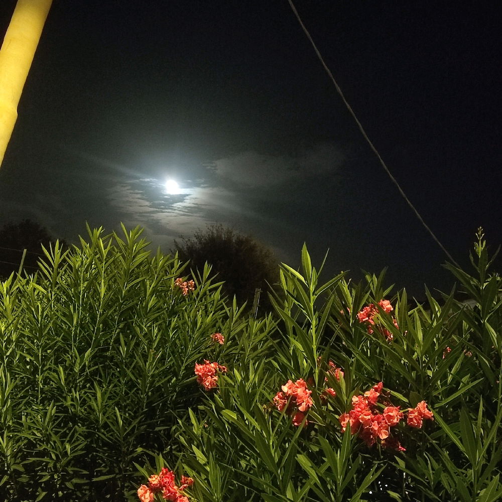 Non sono un fotografo ma...
