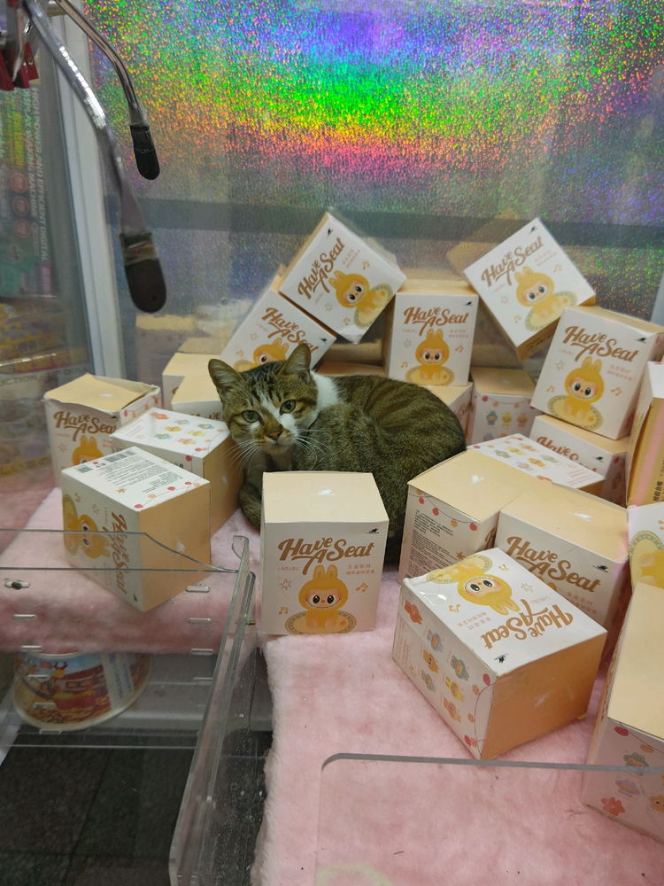 娃娃機裡的貓