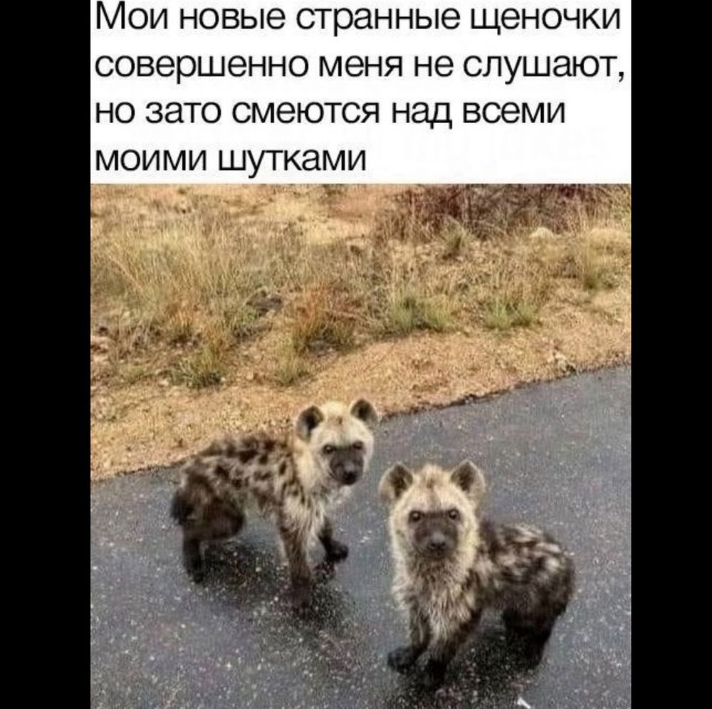 Единственно доступные мне друзья 😅