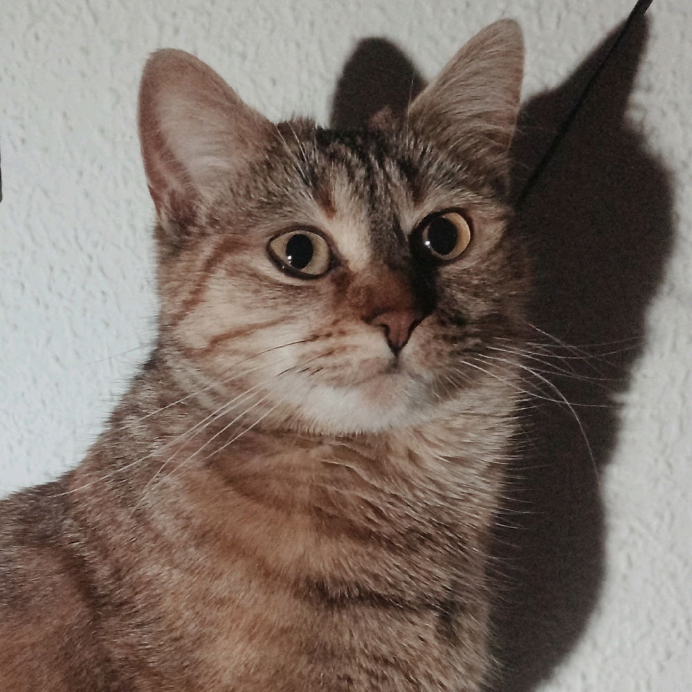 Si mi gata tuviera una ficha..