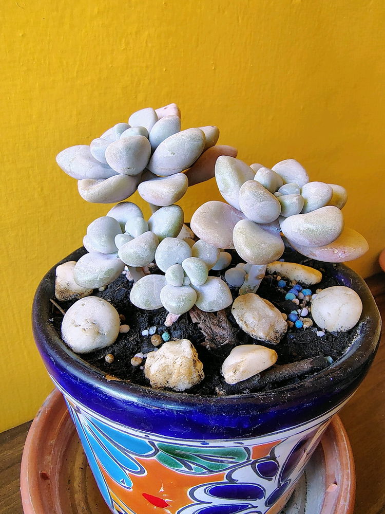 Graptopetalum Variegated
RareSucculents
 



5 de 5 estrellas