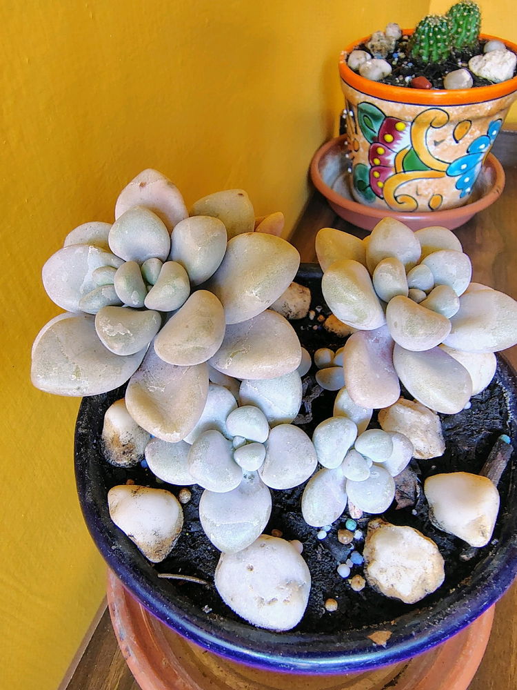 Graptopetalum Variegated
RareSucculents
 



5 de 5 estrellas