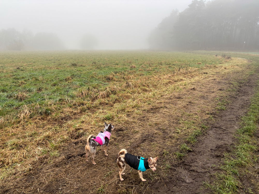 Gassi mit Silent Hill Vibes