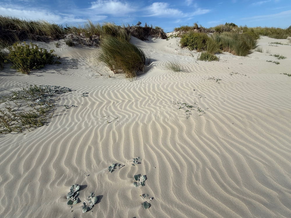 beach day ☀️🕶️🍹Idk if its just me but i find the patterns in the sand so pretty