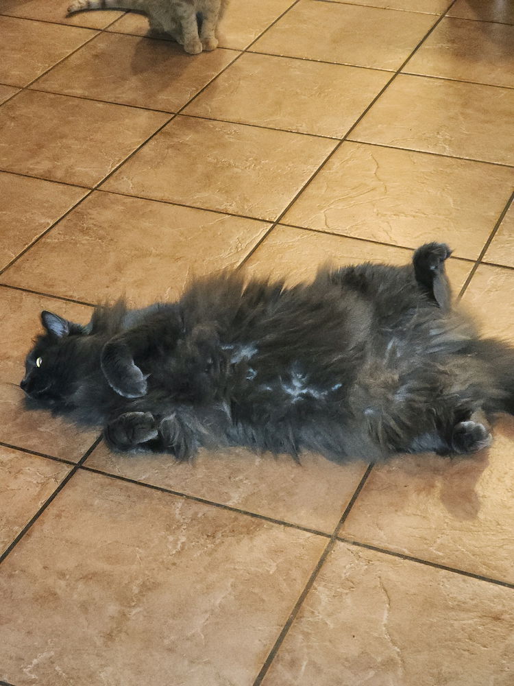 The ultimate Belly Trap