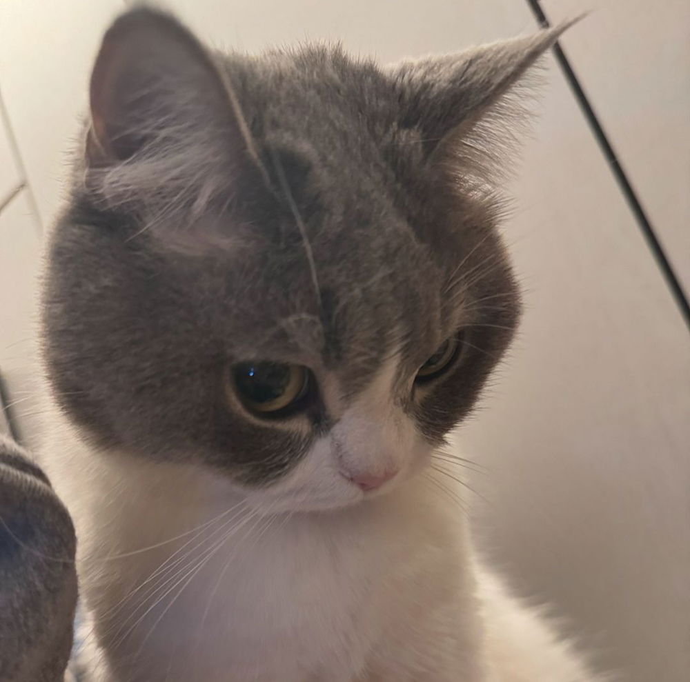 you're catholic?
name every cat then