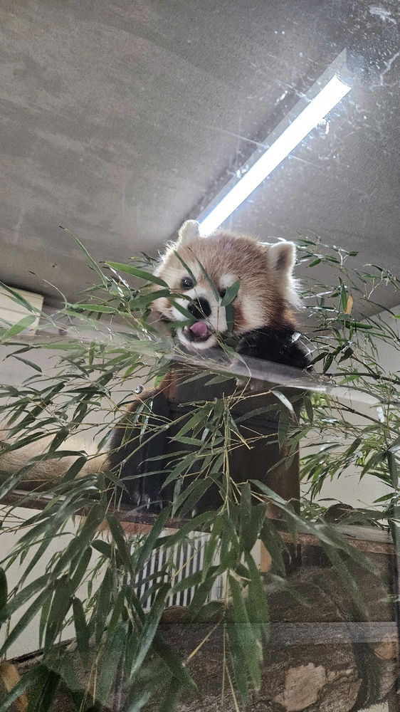 國家一級保護小廢物
