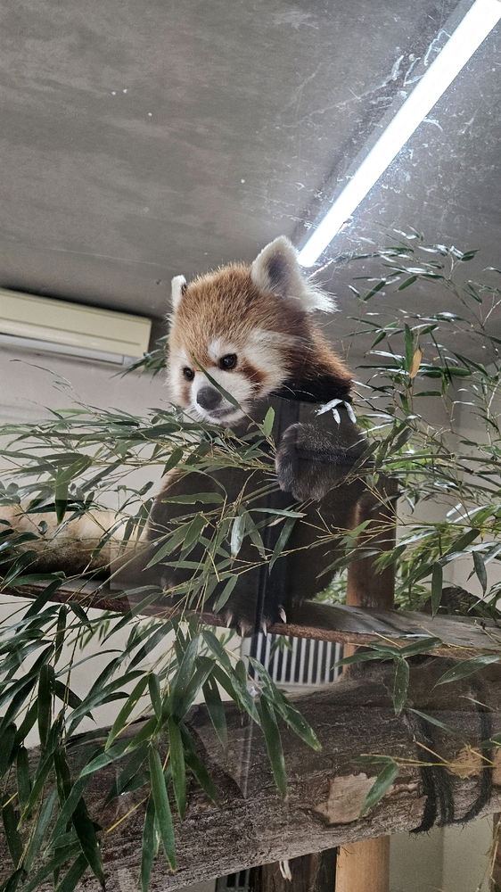 國家一級保護小廢物