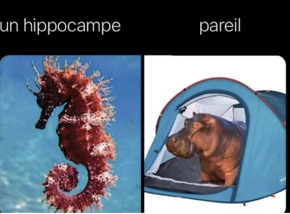 Le camping en mot