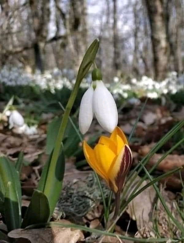 Hai primăvară, hai!❤️