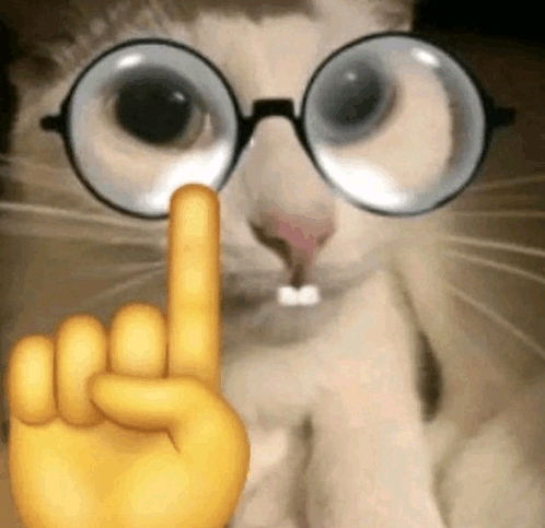 Voici mon chat ;(