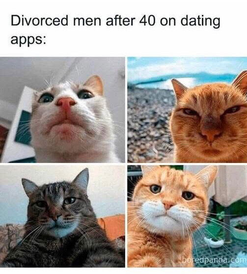 Cat memes
