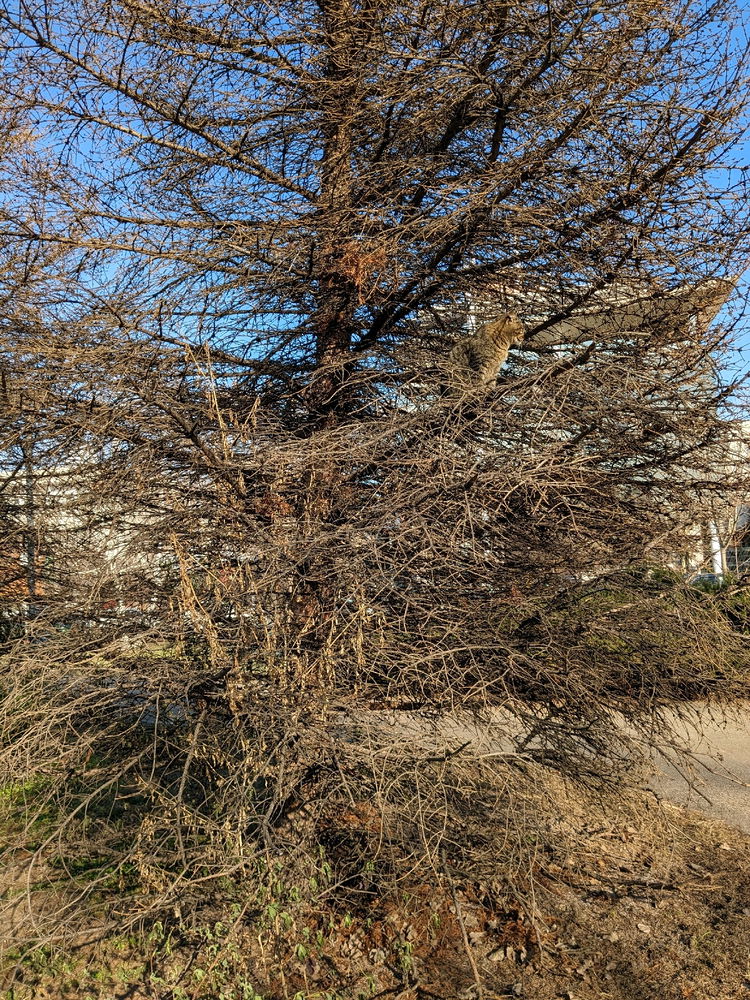 wonders of camouflage