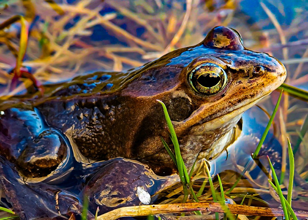 Queen frog