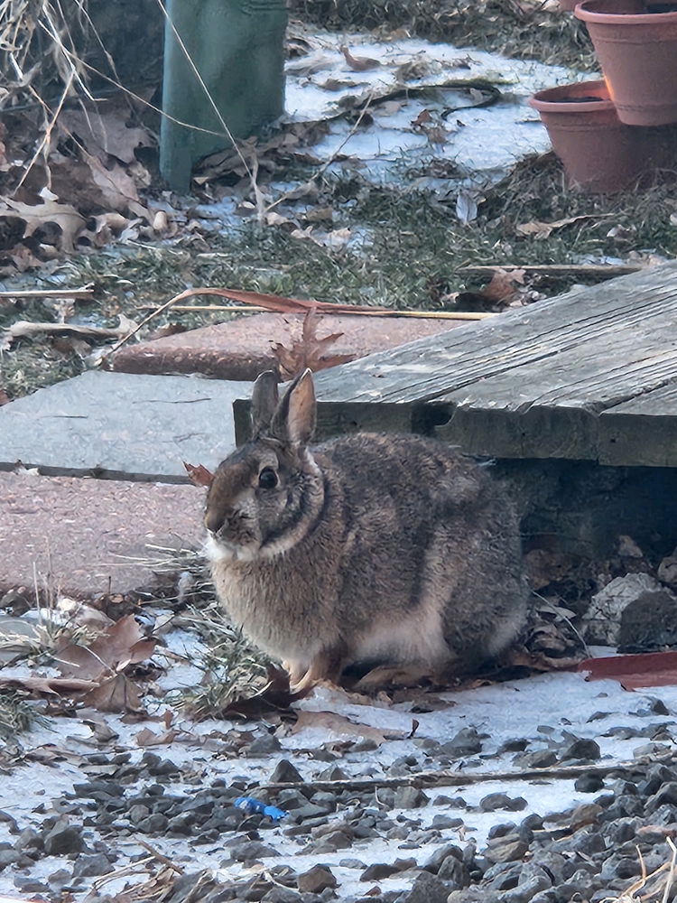 This chunky rabbit.