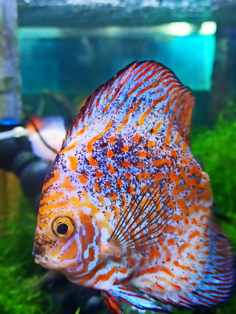 Acuario Nautilus 🐟