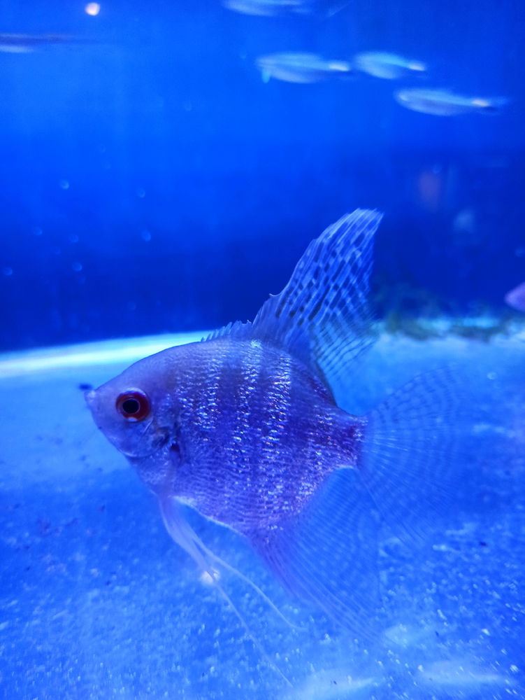 Acuario Nautilus 🐟