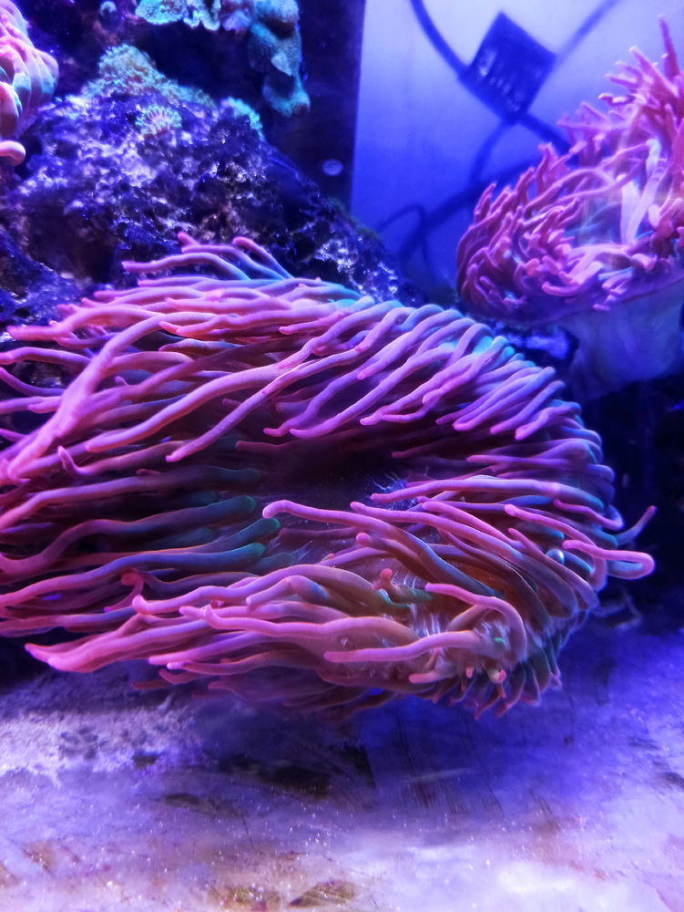 Acuario Nautilus 🐟