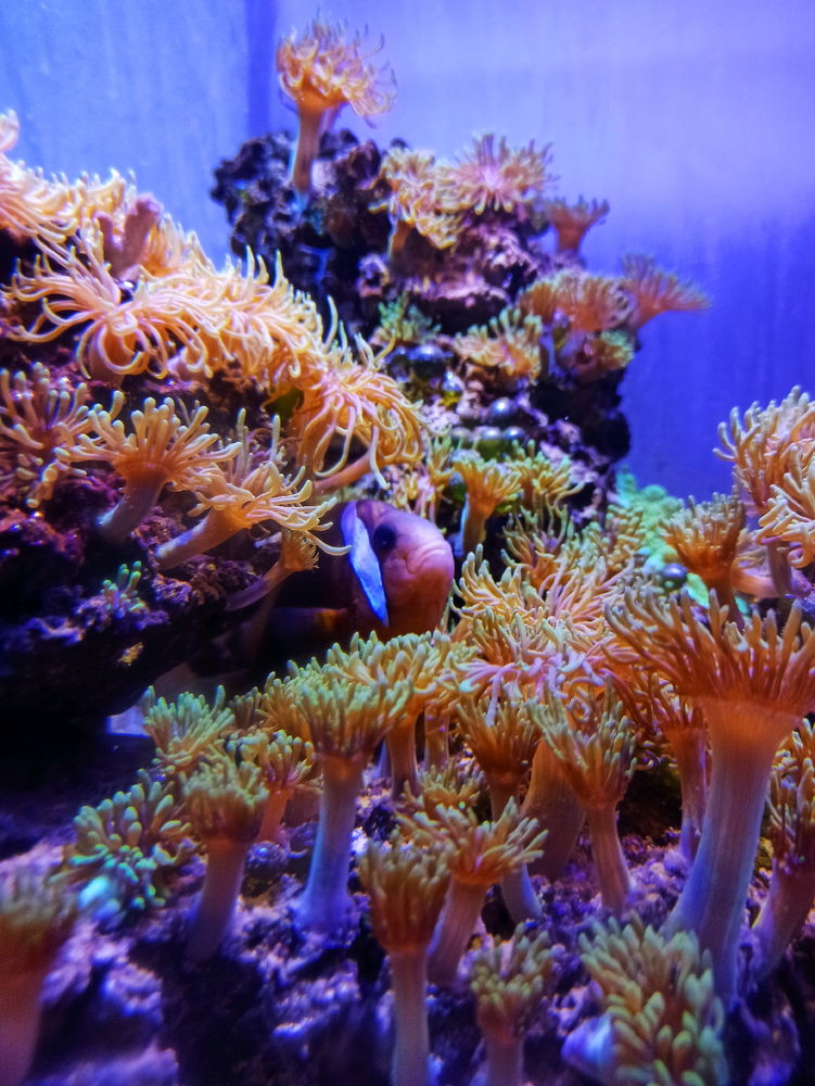 Acuario Nautilus 🐟