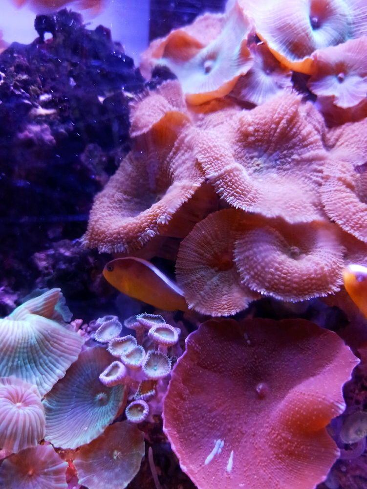 Acuario Nautilus 🐟