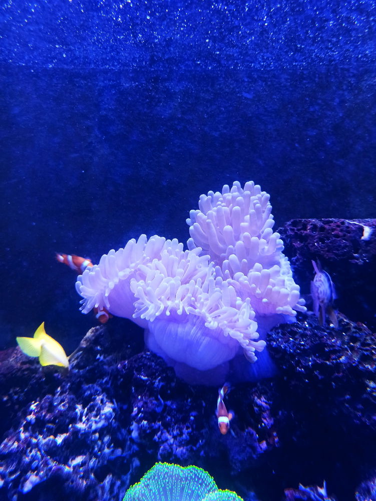 Acuario Nautilus 🐟