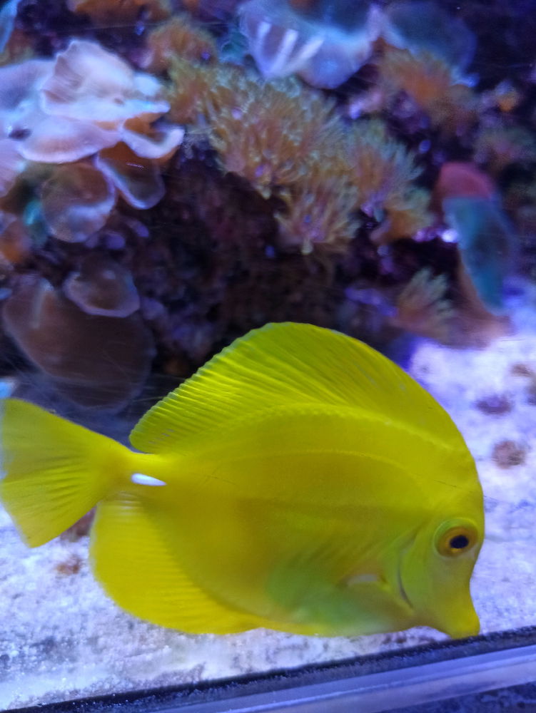 Acuario Nautilus 🐟