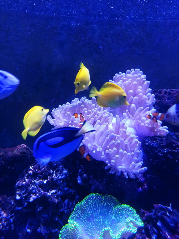 Acuario Nautilus 🐟