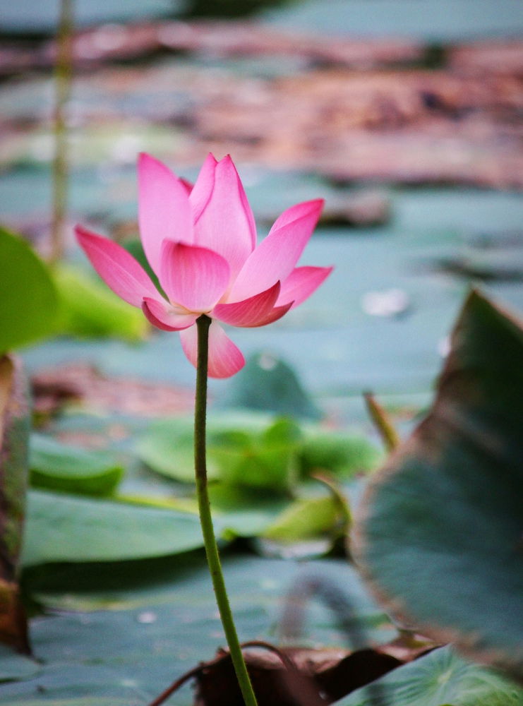 🌷