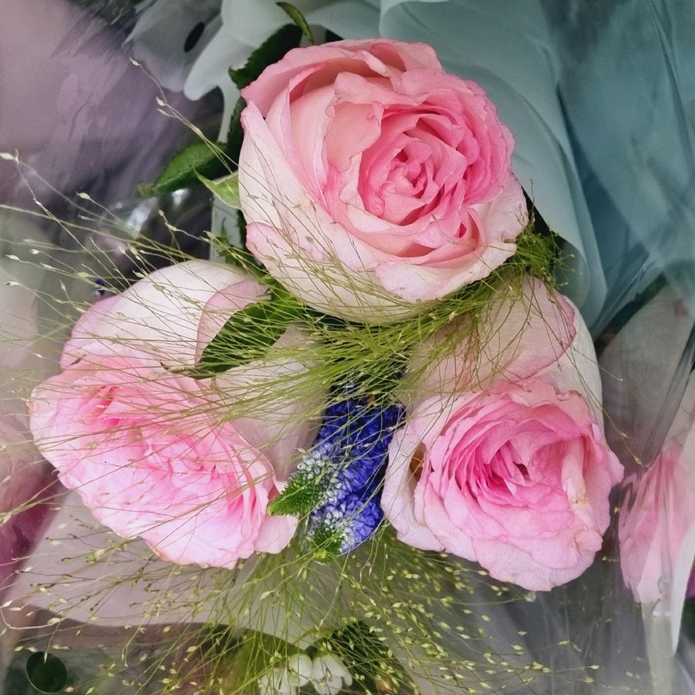 Roses for you