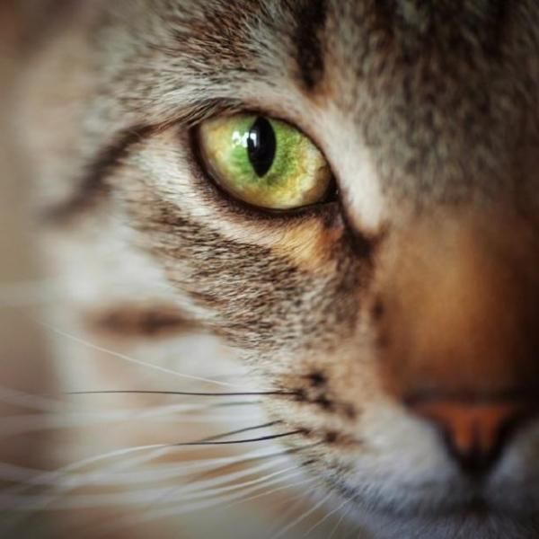 А ви знали? 🐈