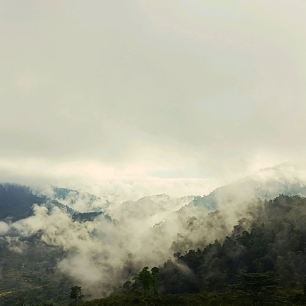 Potret hutan hijau