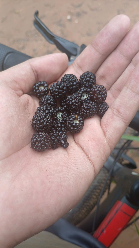 Framboesa