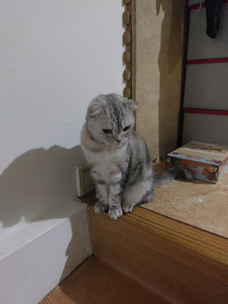 我家的貓