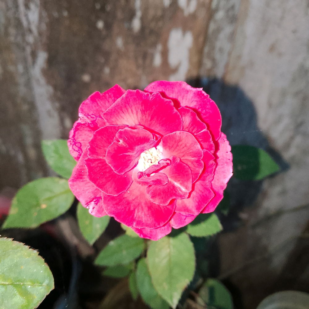 🌹