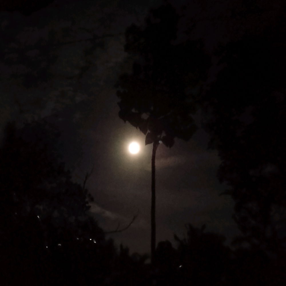🌝